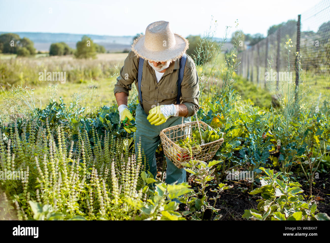 Altos bien vestido Hombre recogiendo hierbas en un jardín orgánico durante la puesta de sol al aire libre. Concepto de creciente de productos orgánicos y de jubilación activa Foto de stock