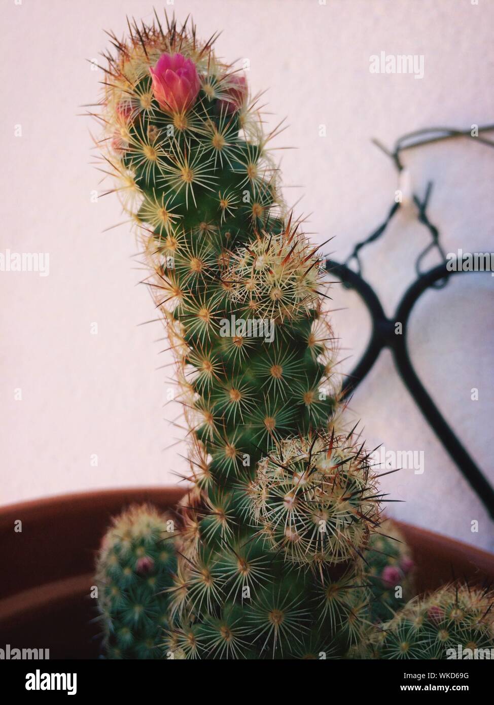Cactus en maceta como planta ornamental para interiores Foto de stock