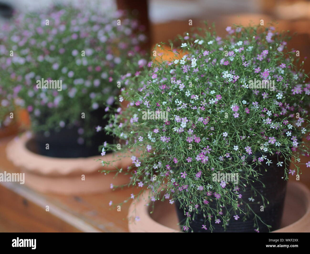 Cerca de las plantas con flores en macetas Foto de stock