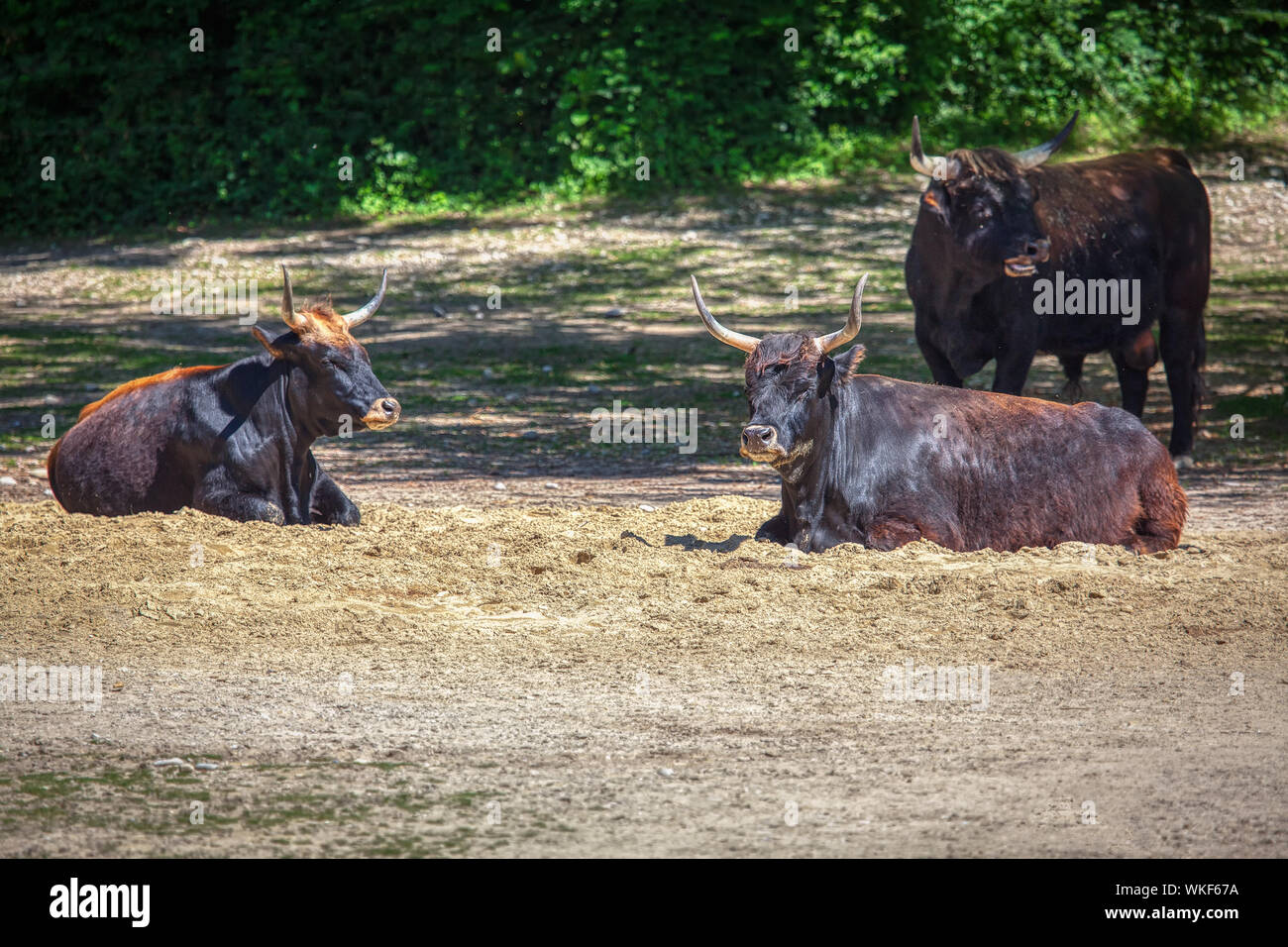 Re-Created Aurochs especies de ganado salvaje Foto de stock