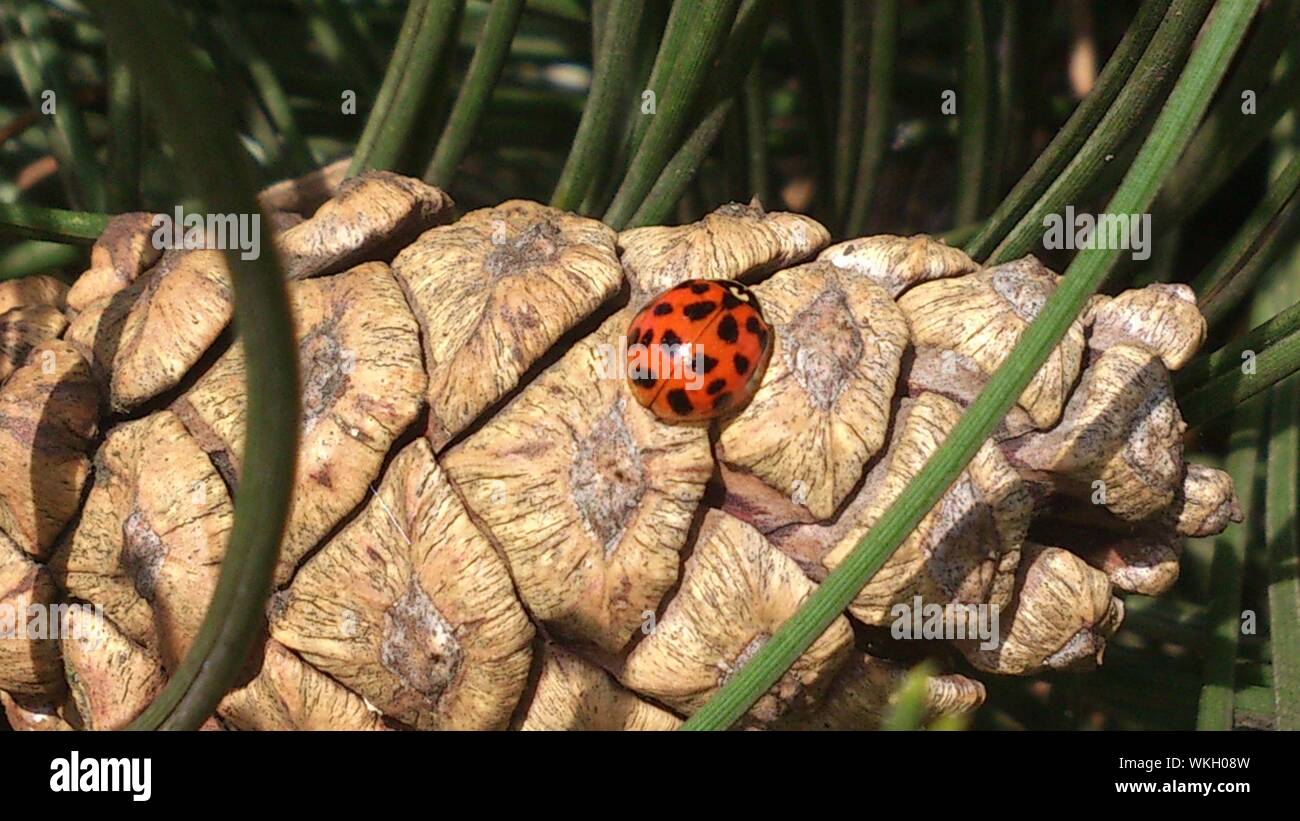 Close-up de Ladybug en Pine Cone Foto de stock