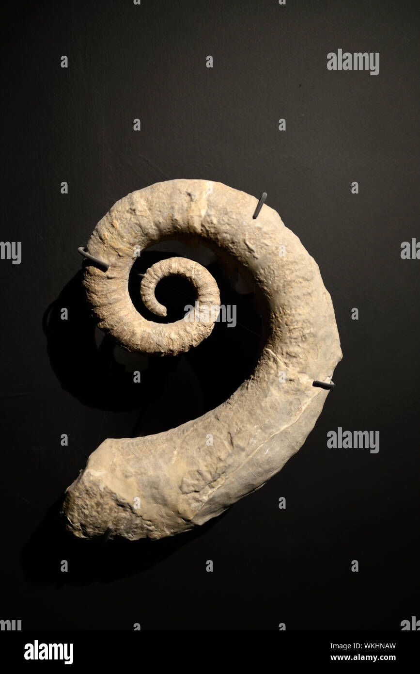 Amonita Ancyloceras fósil, un género extinto de ammonites Heteromorph caracterizada por una Shell desenrolladas Foto de stock