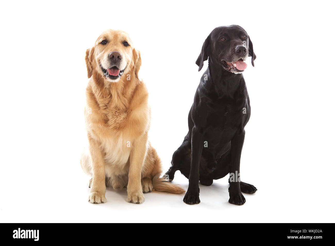 Golden Retriever Blanco Y Negro Fotos E Imagenes De Stock Alamy