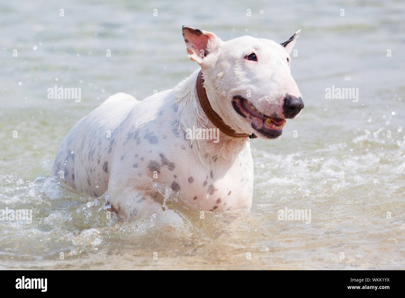 Perro bull terrier blanco. Foto de stock