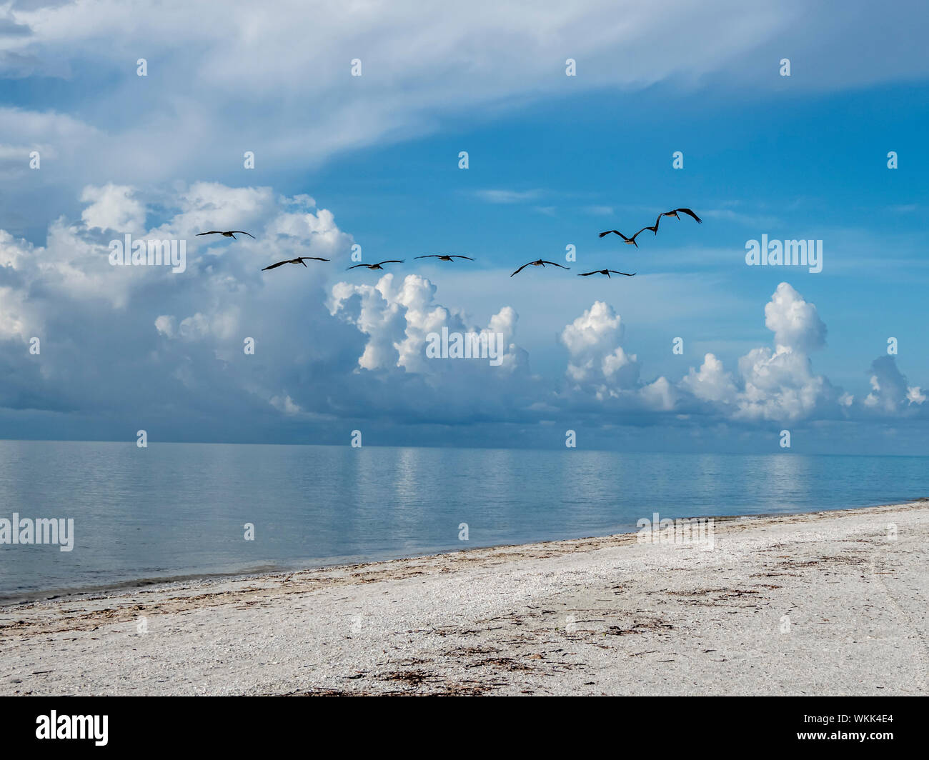 Pelícanos volando sobre el Golfo de México frente a Sanibel Island, Florida Foto de stock