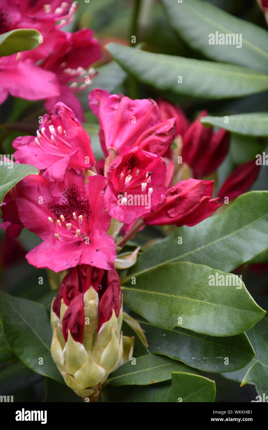 Floración floración rododendro rojo flor florece en la primavera Fotografía  de stock - Alamy