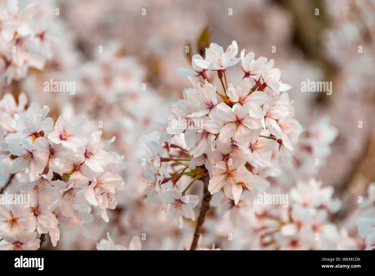 Cerezos en flor en primavera, flor de cerezo japonés, Kyoto, Japón Foto de stock