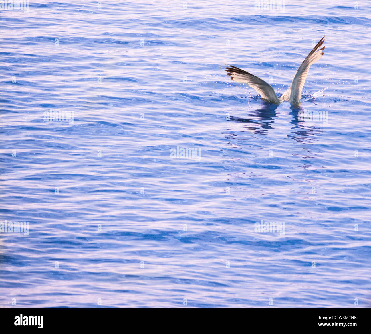 Bird la pesca en el mar Foto de stock