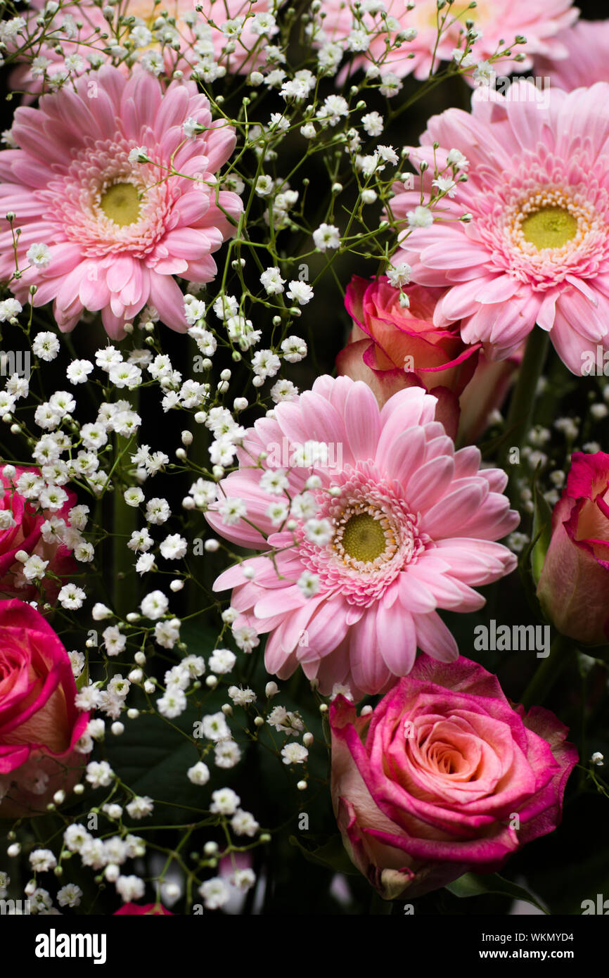 Roses and gerberas fotografías e imágenes de alta resolución - Alamy