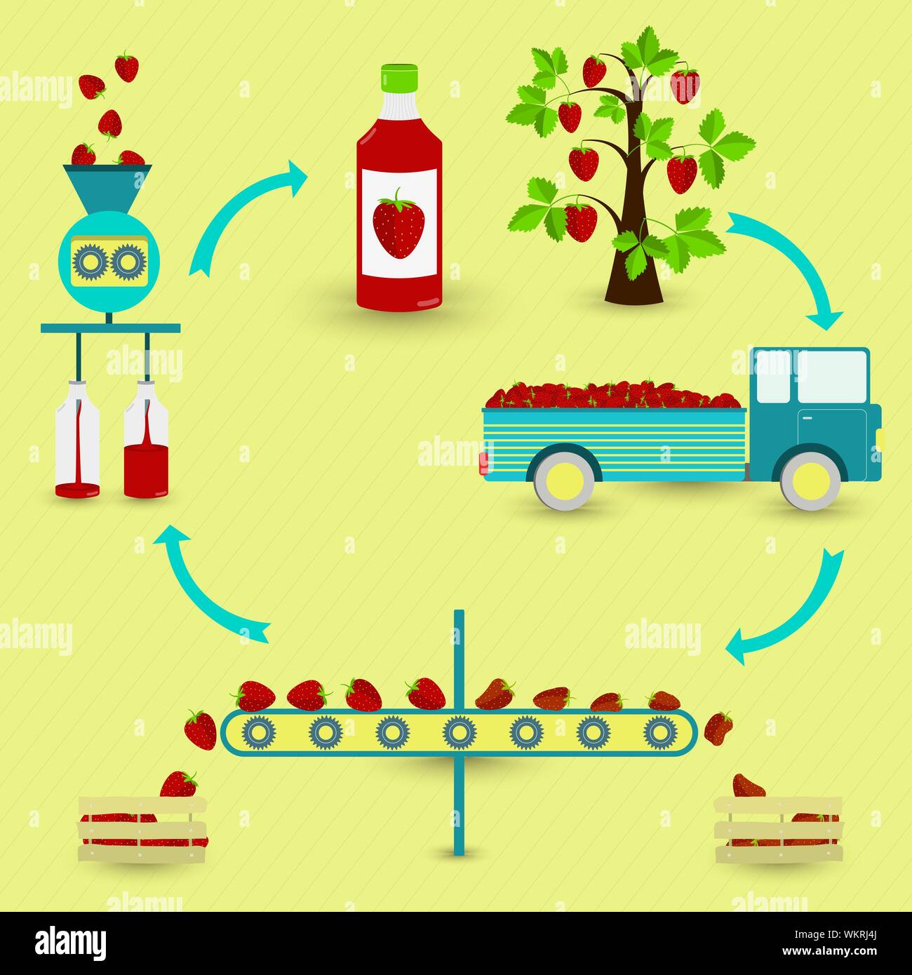 Los pasos de producción de jugo de fresas. Madroño, recolección, transporte, separación de sana y fresas podridas, procesados en la fábrica y botted Ilustración del Vector