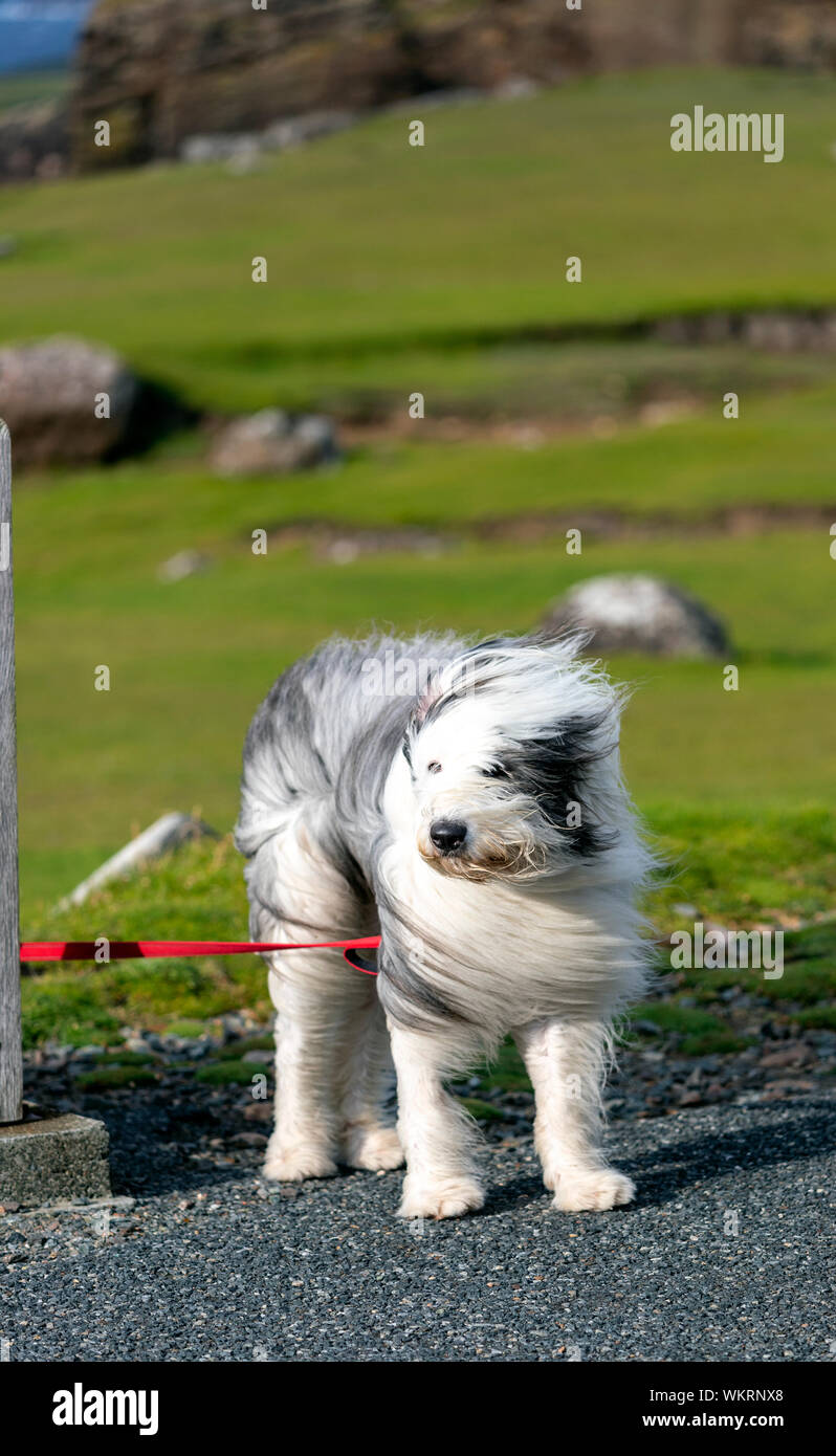 Perro pastor inglés viejo reino unido fotografías e imágenes de alta  resolución - Alamy