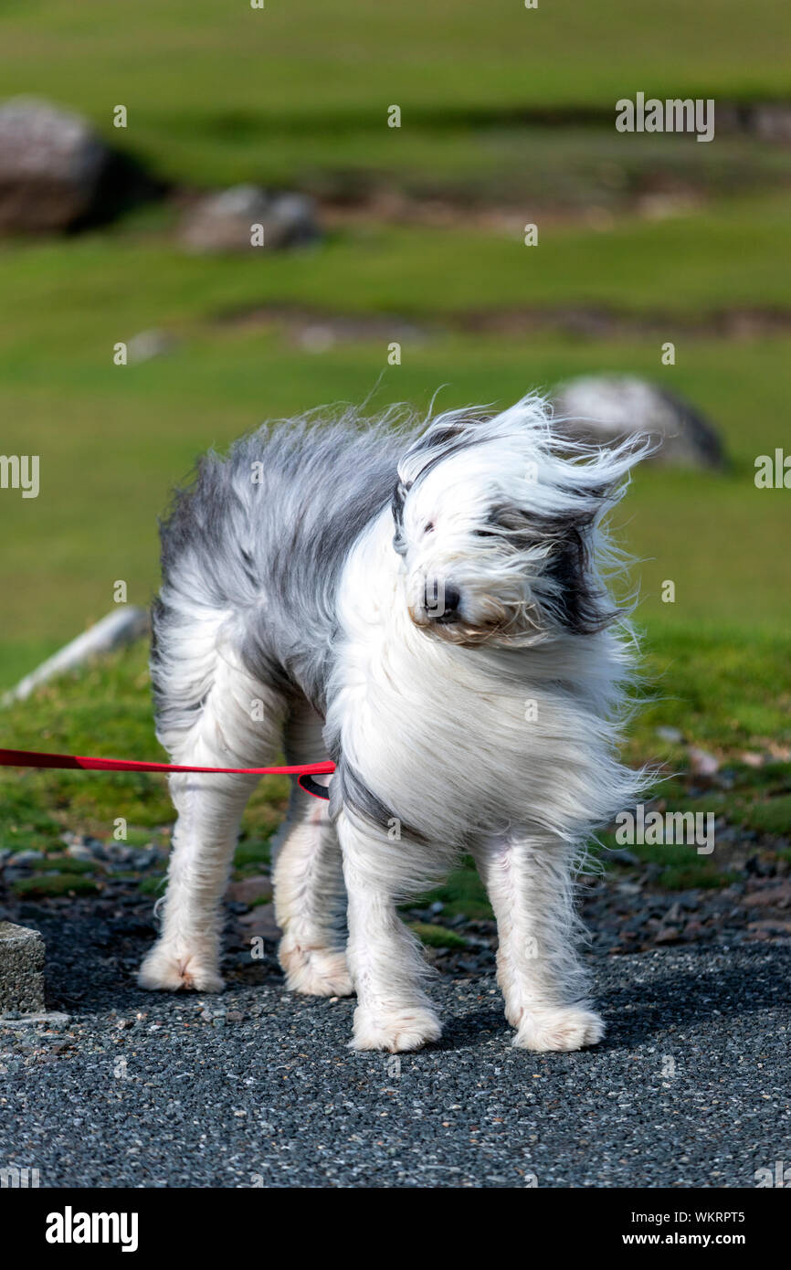 Bobtail Dog Running Perro Viejo Pastor Stock Photo 1162958359