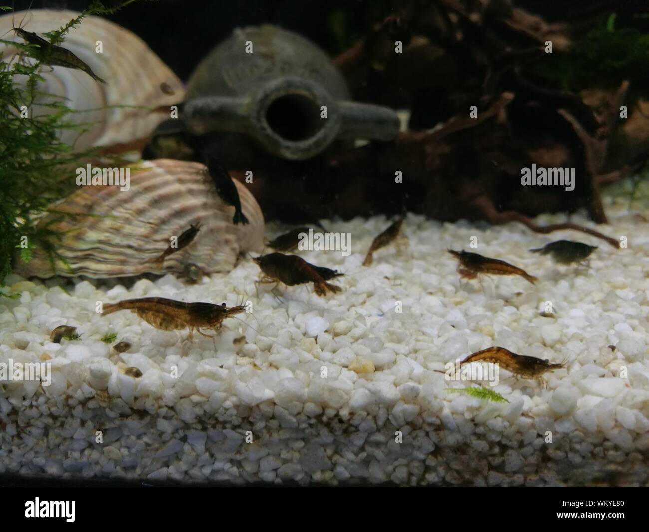 Close-up de camarones nadando en el Acuario Fotografía de stock - Alamy