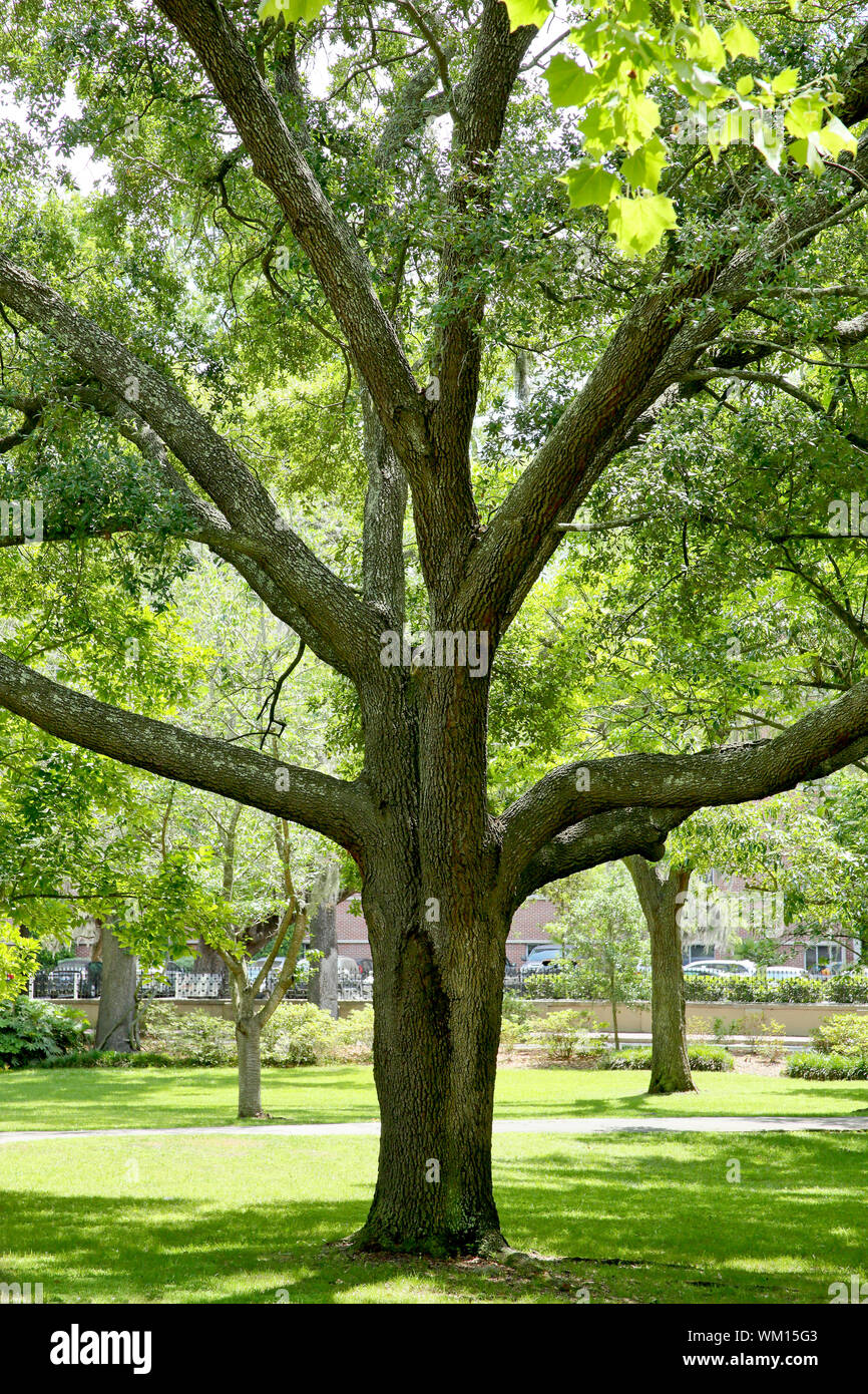 Tronco y ramas de un árbol de Live Oak en Savannah, Georgia Foto de stock