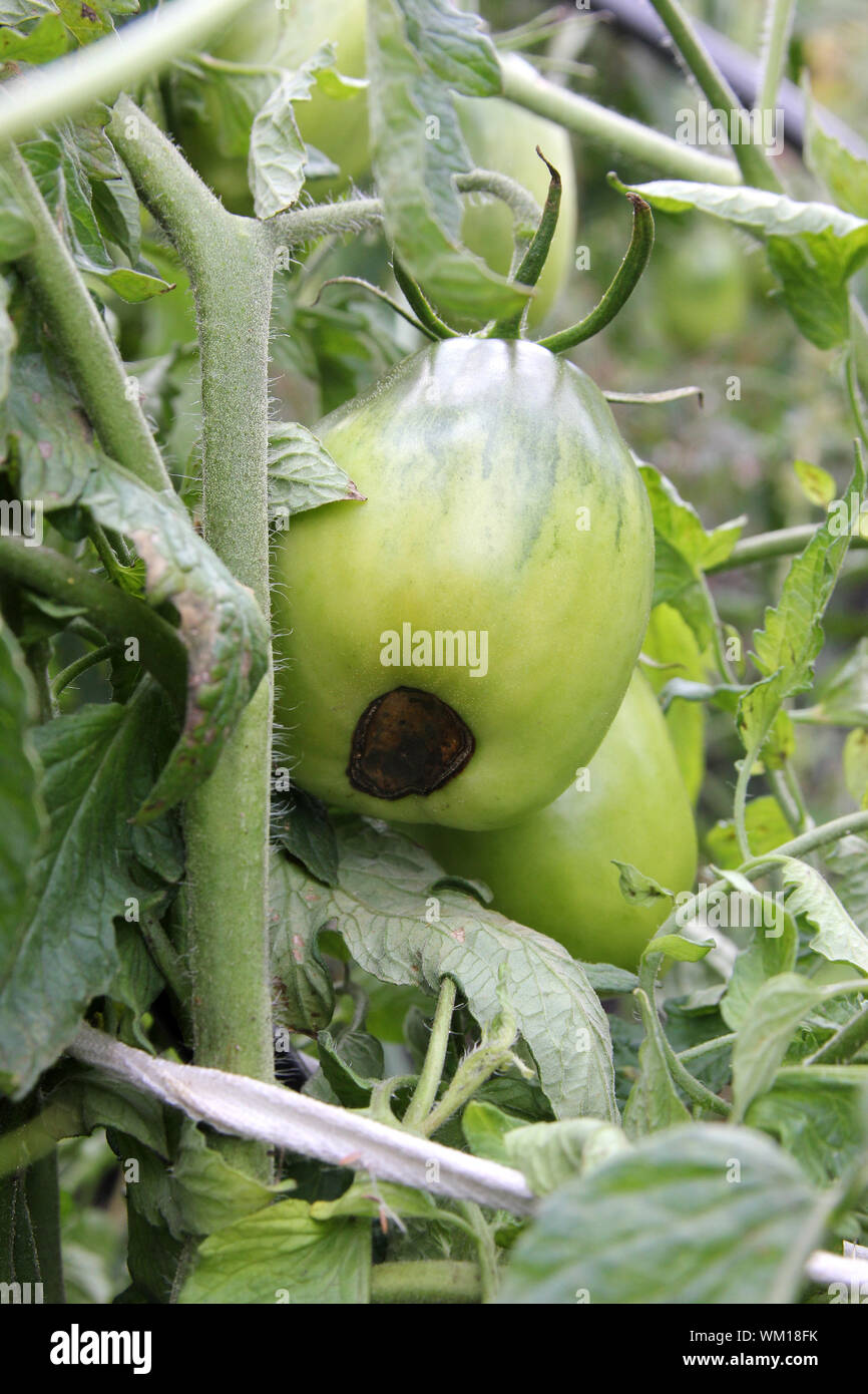 Los tomates verdes caries sobre la rama. Cosecha dañada. Problema de agricultura Foto de stock