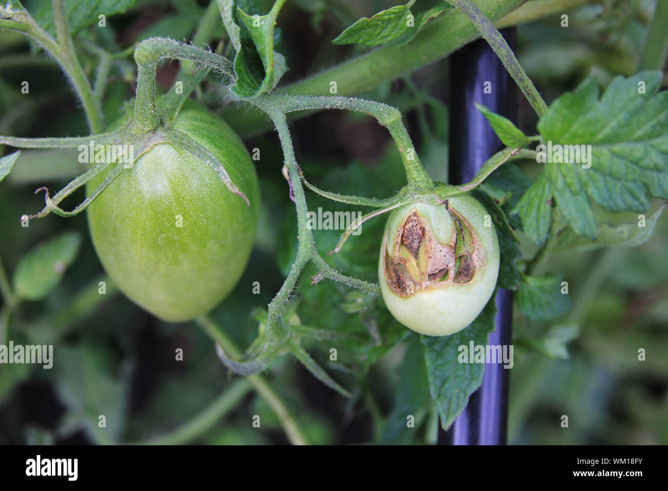 Los tomates verdes caries sobre el arbusto. Cosecha dañada. Problema de agricultura Foto de stock