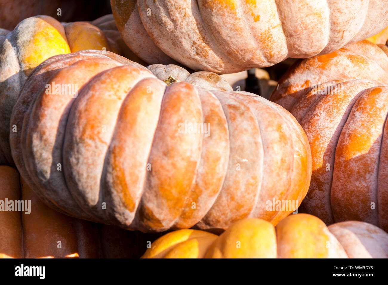 Muscade de Provence cucurbita calabaza calabazas de cosecha otoñal en un mercado Foto de stock
