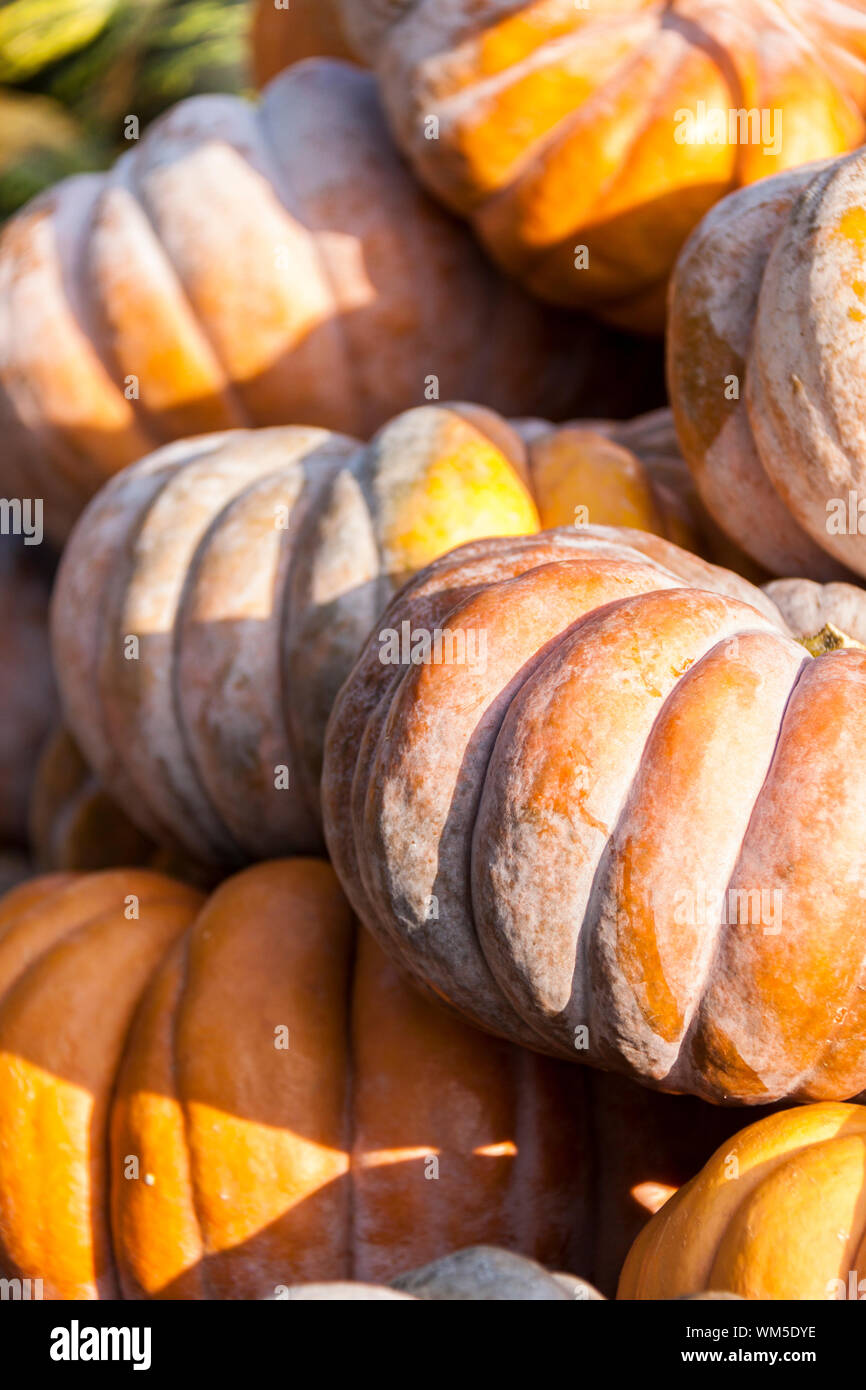 Muscade de Provence cucurbita calabaza calabazas de otoño harve Foto de stock