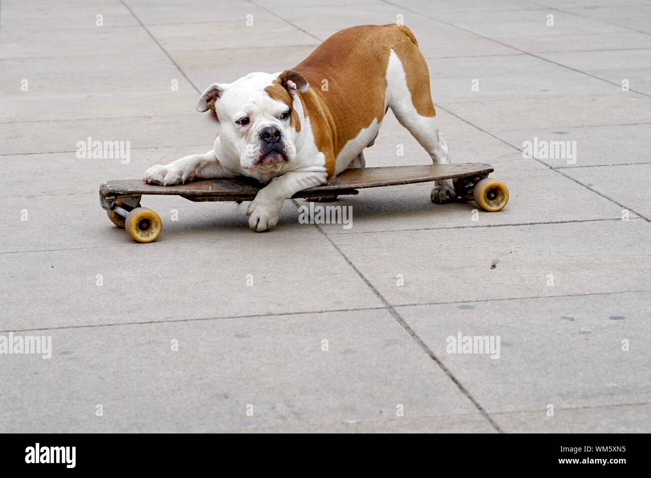 Perro patinando en la carretera Fotografía de stock - Alamy