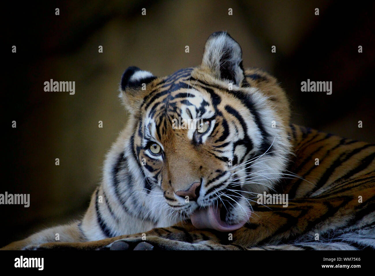 Panthera tigris sondaica - Tigre de Indonesia Foto de stock