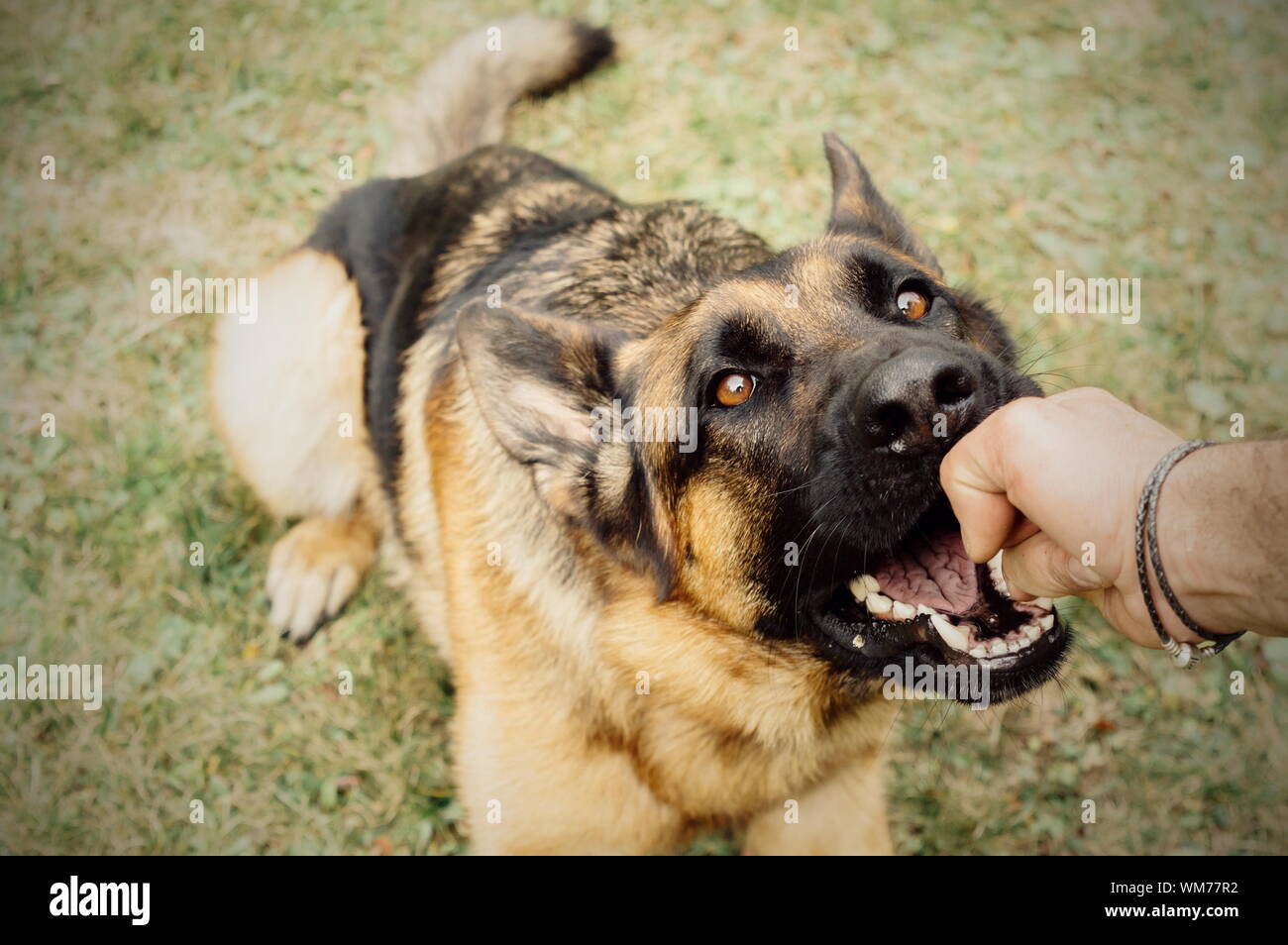 Perro mordiendo la mano de una persona Fotografía de stock - Alamy