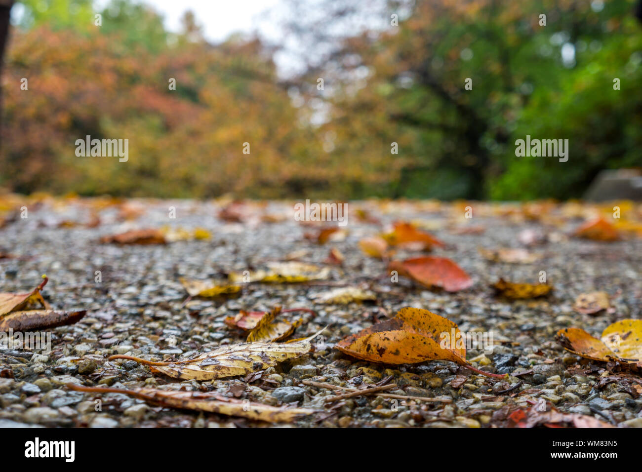 Hojas de otoño sobre la tierra, de color amarillo oscuro y anaranjado, deja caer el concepto de fondo Foto de stock