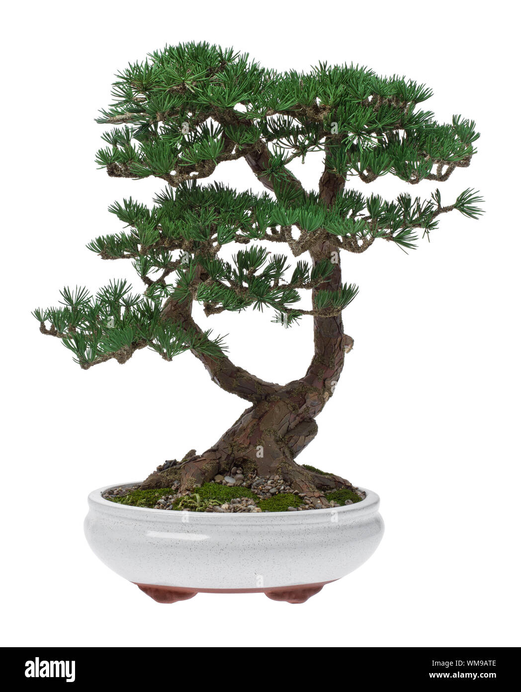 Un pequeño bonsai en una vasija de cerámica. Aislado sobre un fondo blanco. Foto de stock