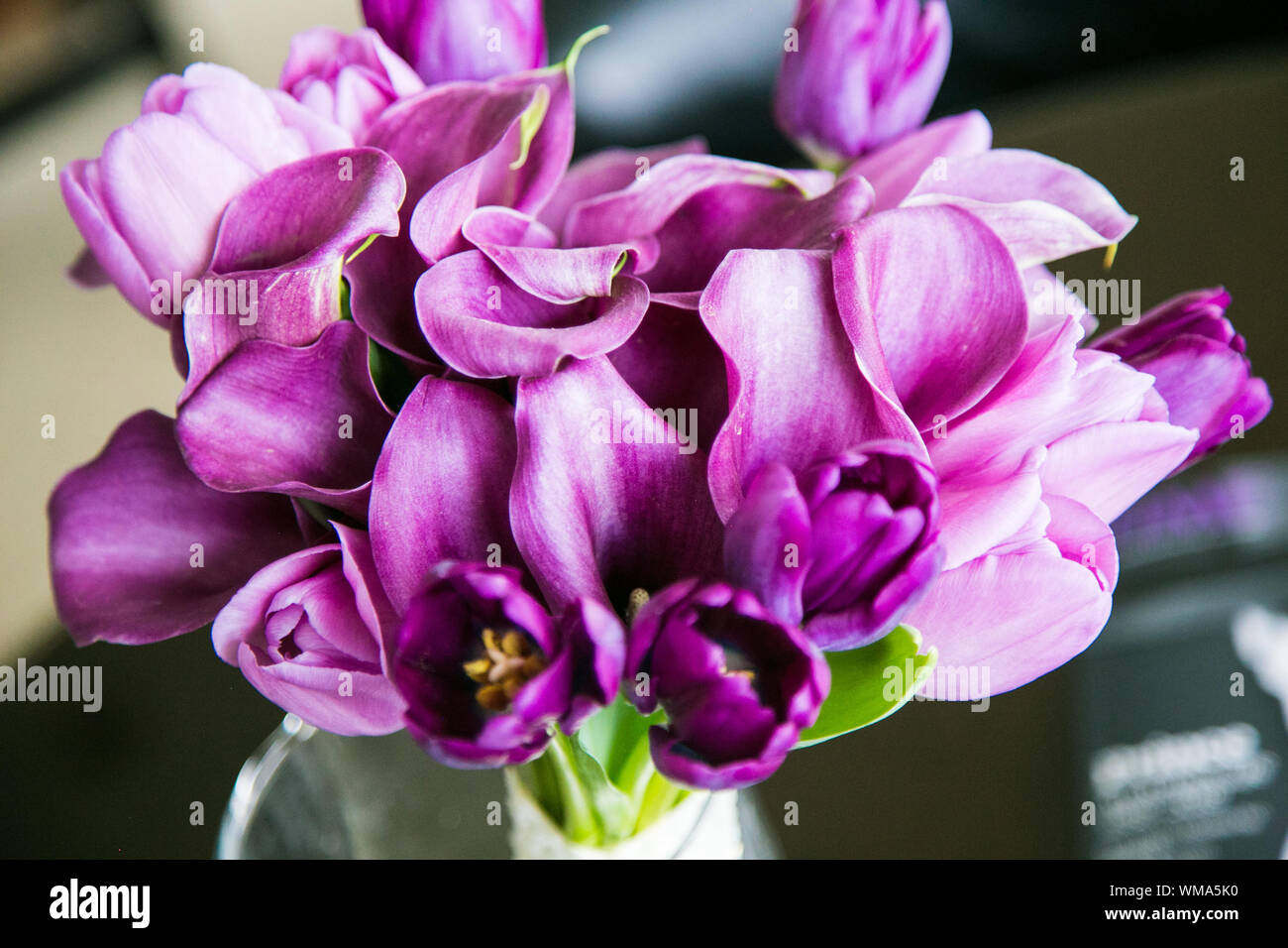 Lirios de cala púrpura fotografías e imágenes de alta resolución - Alamy