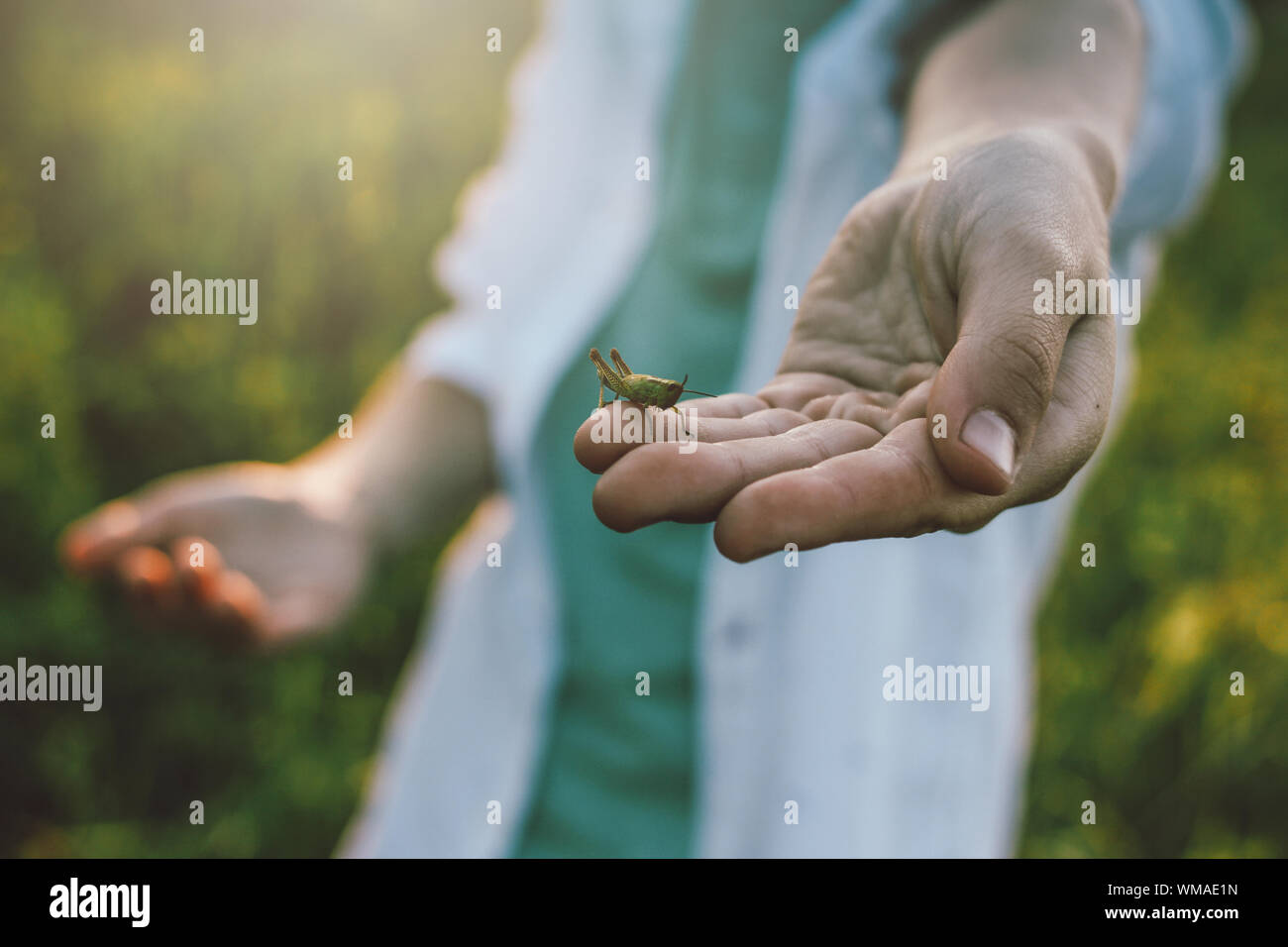 Un saltamontes muchacho sostiene en su mano al atardecer meadow, escena rural Foto de stock