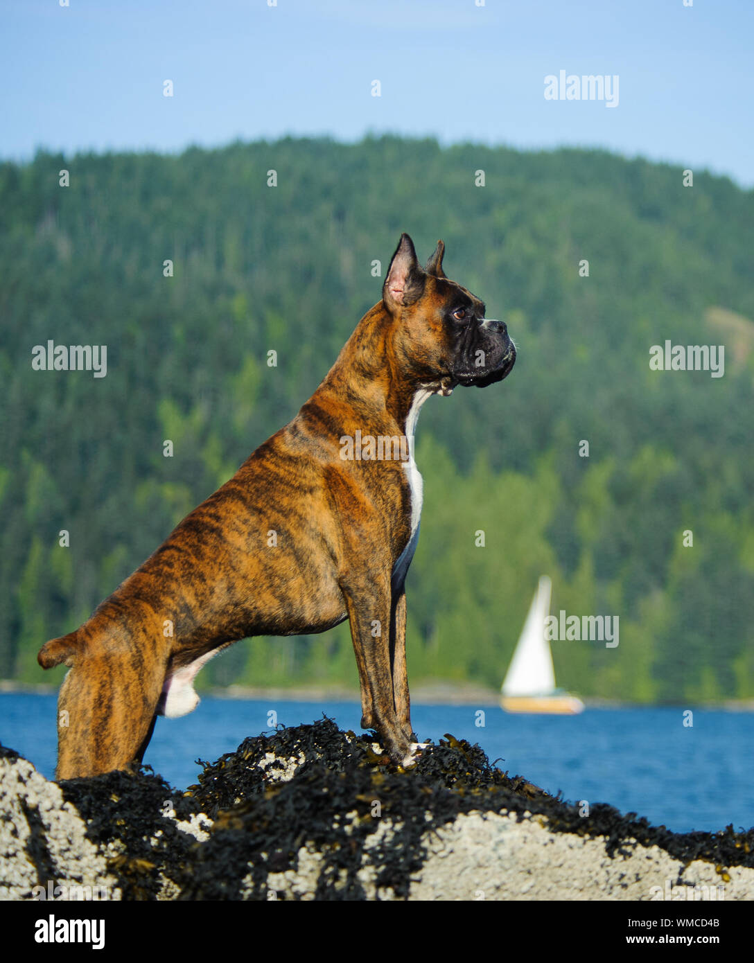 Boxer busca lejos mientras esté de pie junto al lago Foto de stock