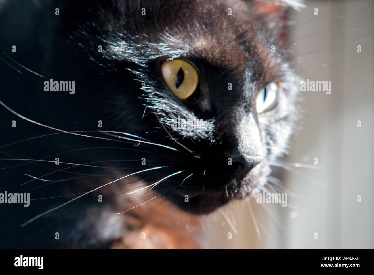 Puss, el más interactivo, gato negro en el mundo, mirando. Foto de stock