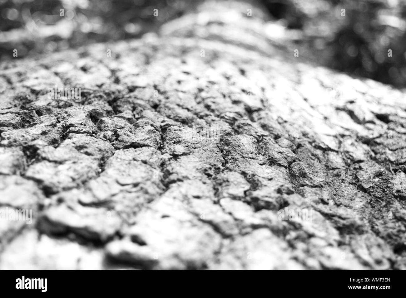 Nivel de superficie de suelo rocoso Foto de stock