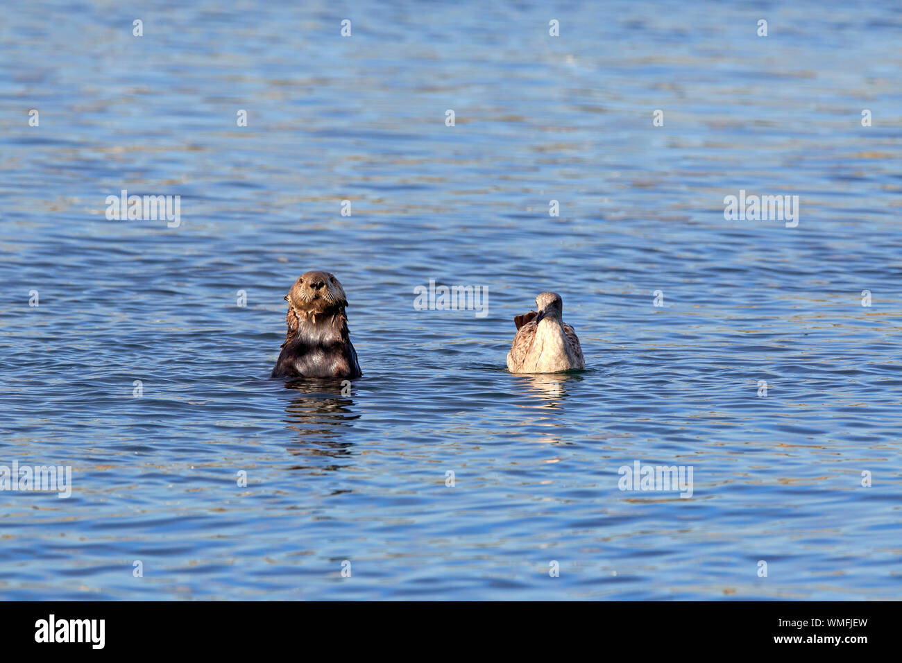 Nutria de mar, adulto con Occidente no Gaviota en plumaje nupcial, Elkhorn Slough, Monterey, California, EE.UU., (Enhydra lutris), (Larus occidentalis) Foto de stock