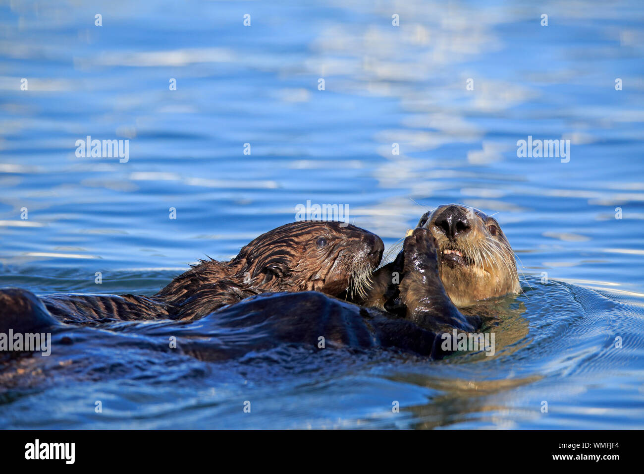Nutria de mar, con adultos jóvenes, Elkhorn Slough, Monterey, California, América del Norte, Estados Unidos, (Enhydra lutris) Foto de stock