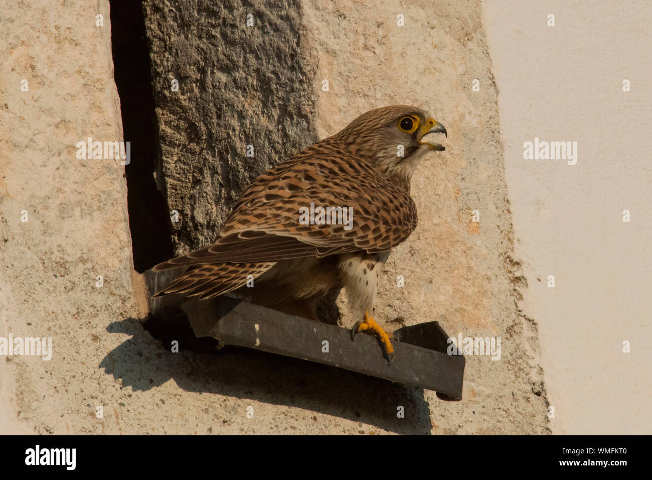 Cernícalo común, campanario, la apertura en la pared, (Falco tinnunculus) Foto de stock