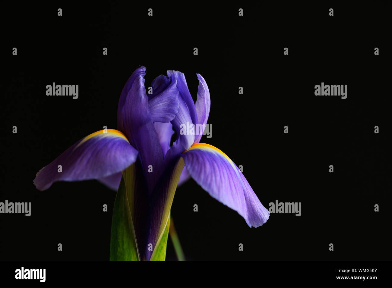 Flor del iris negro fotografías e imágenes de alta resolución - Alamy