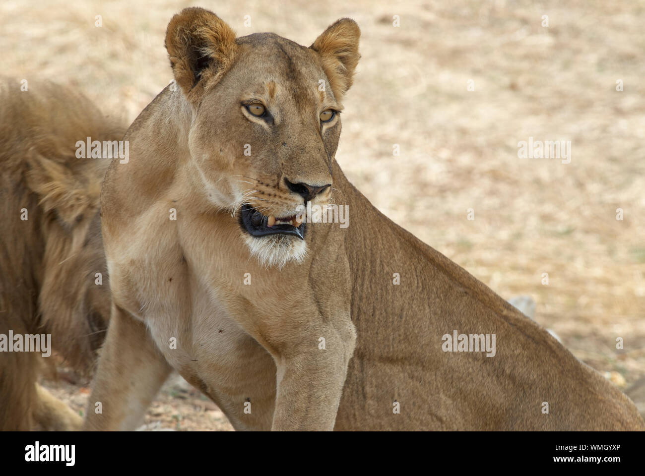 Un orgullo de leones en el Parque nacional Ruaha, Tanzania Foto de stock