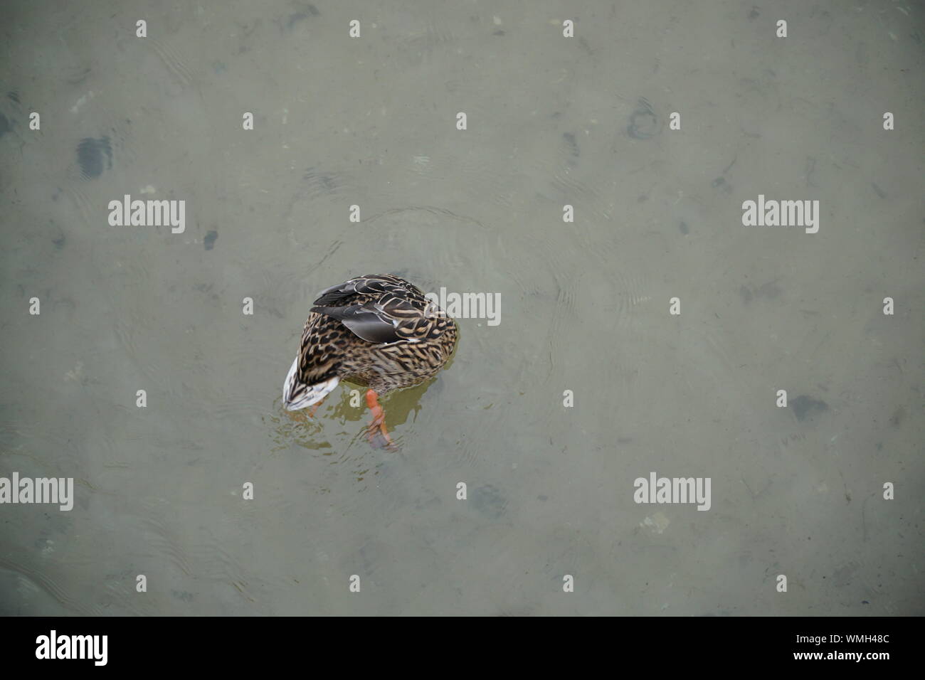 Un alto ángulo de visualización de la caza de patos es la comida en el agua del lago Foto de stock