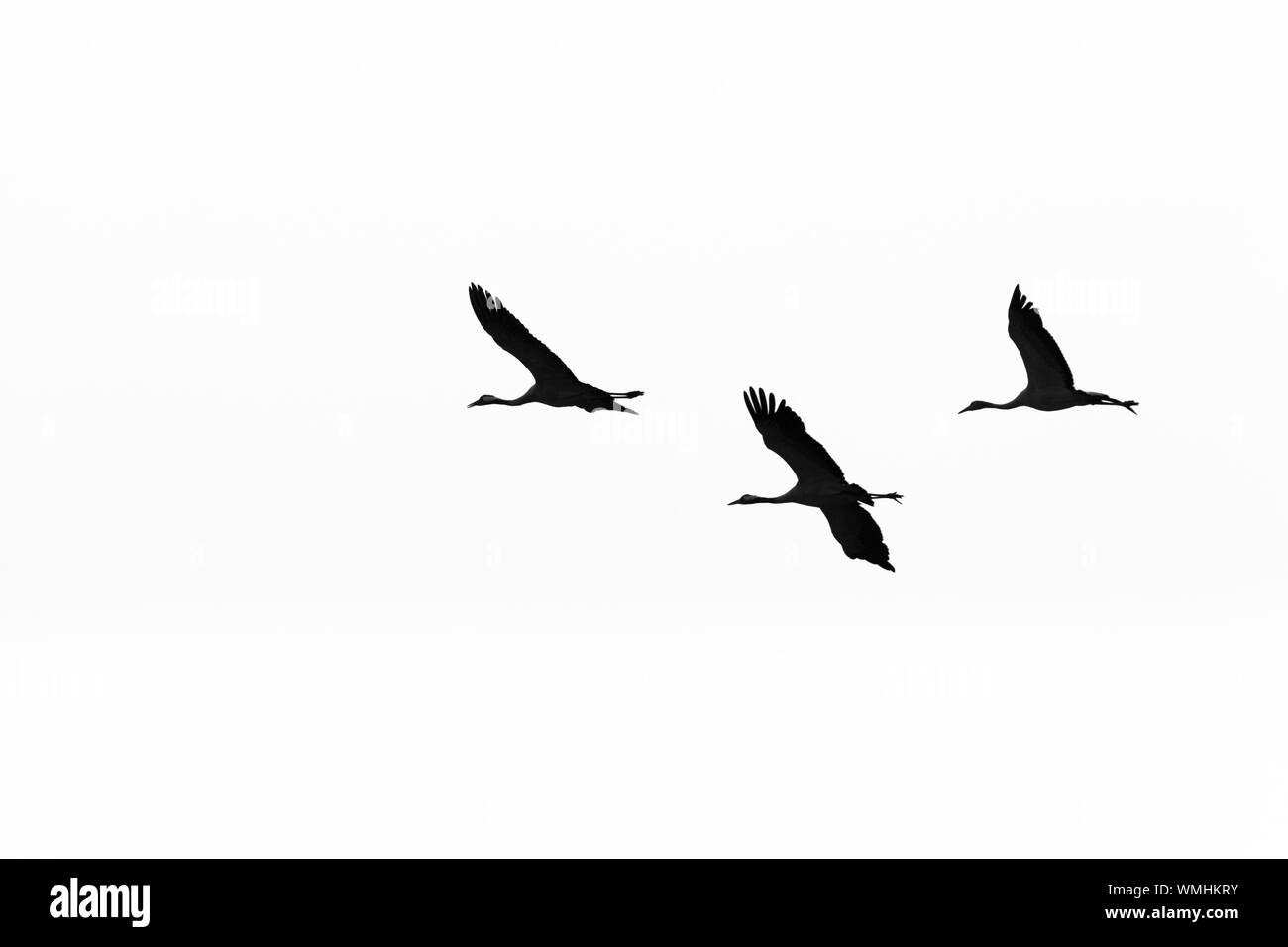 Aves volando silueta Imágenes de stock en blanco y negro - Alamy