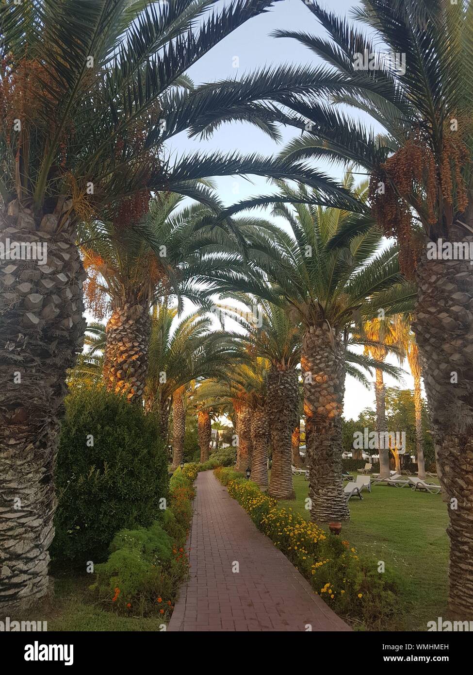Paseo en medio de palmeras Foto de stock