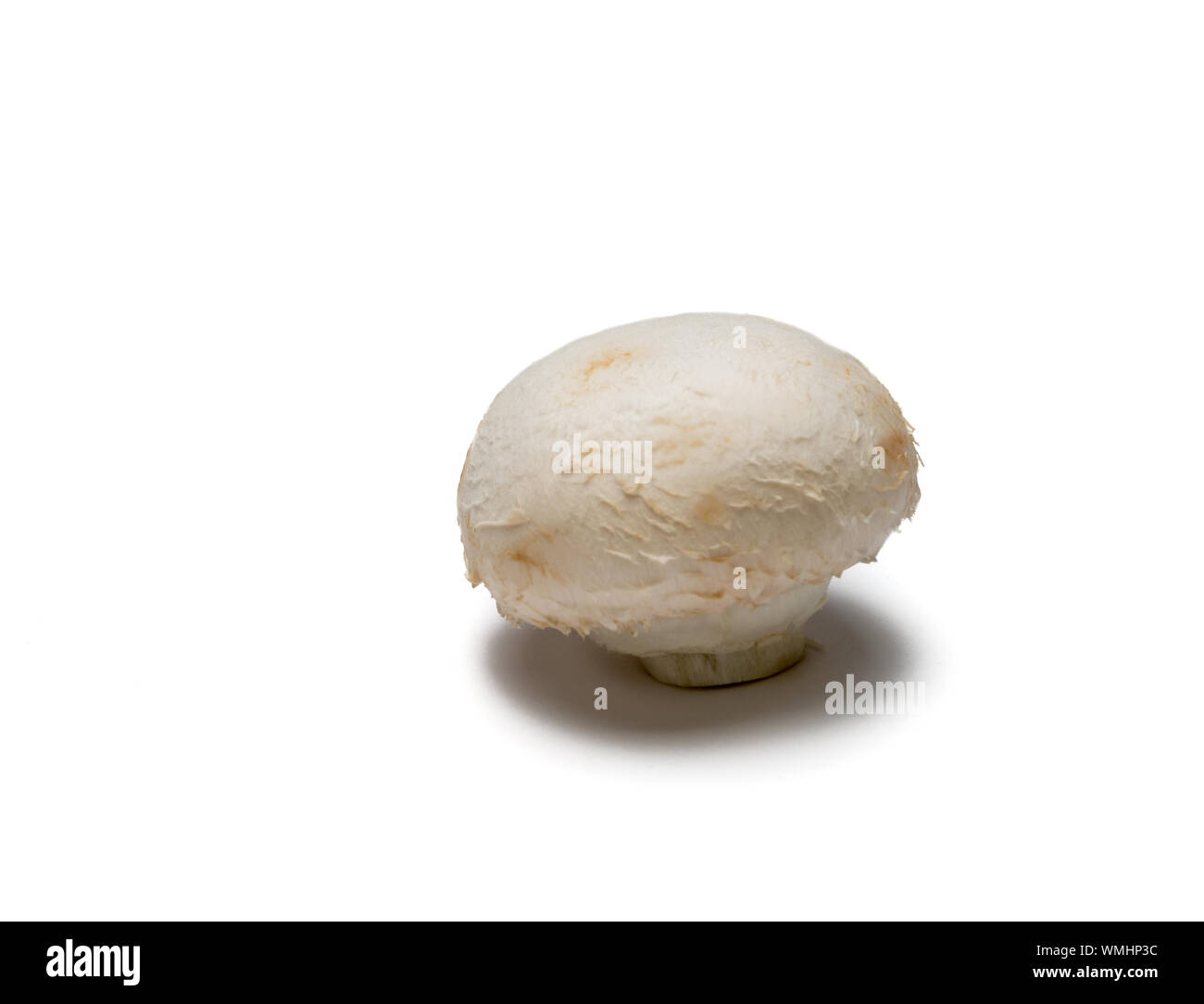 Un botón blanco hongo aislado en blanco. El enfoque selectivo en primer plano. Foto de stock