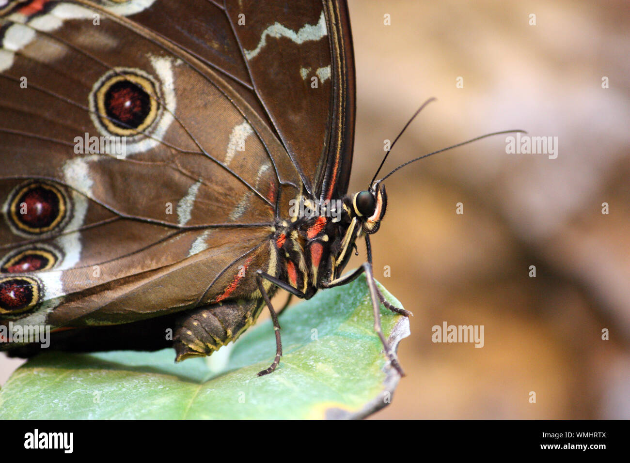 Blue Morpho peleides Butterfly (Blauer morfo Schmetterling) Foto de stock