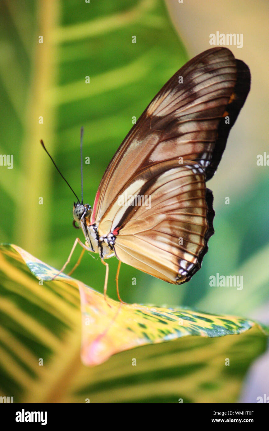 Brauner Schmetterling gestreift auf Blatt Foto de stock