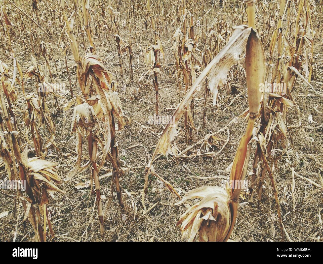 Dead plant fotografías e imágenes de alta resolución Alamy