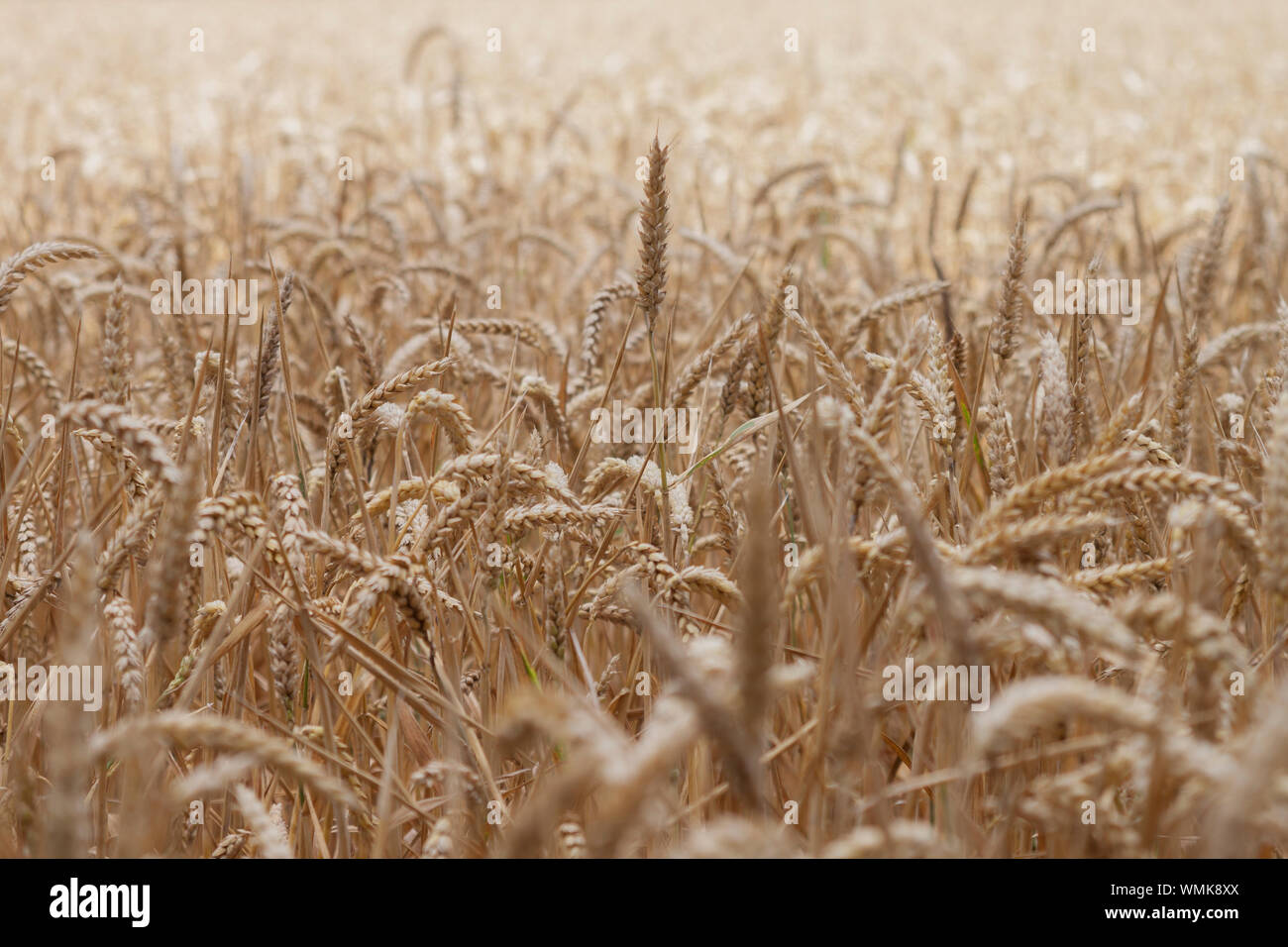 Cerca del campo de trigo Foto de stock