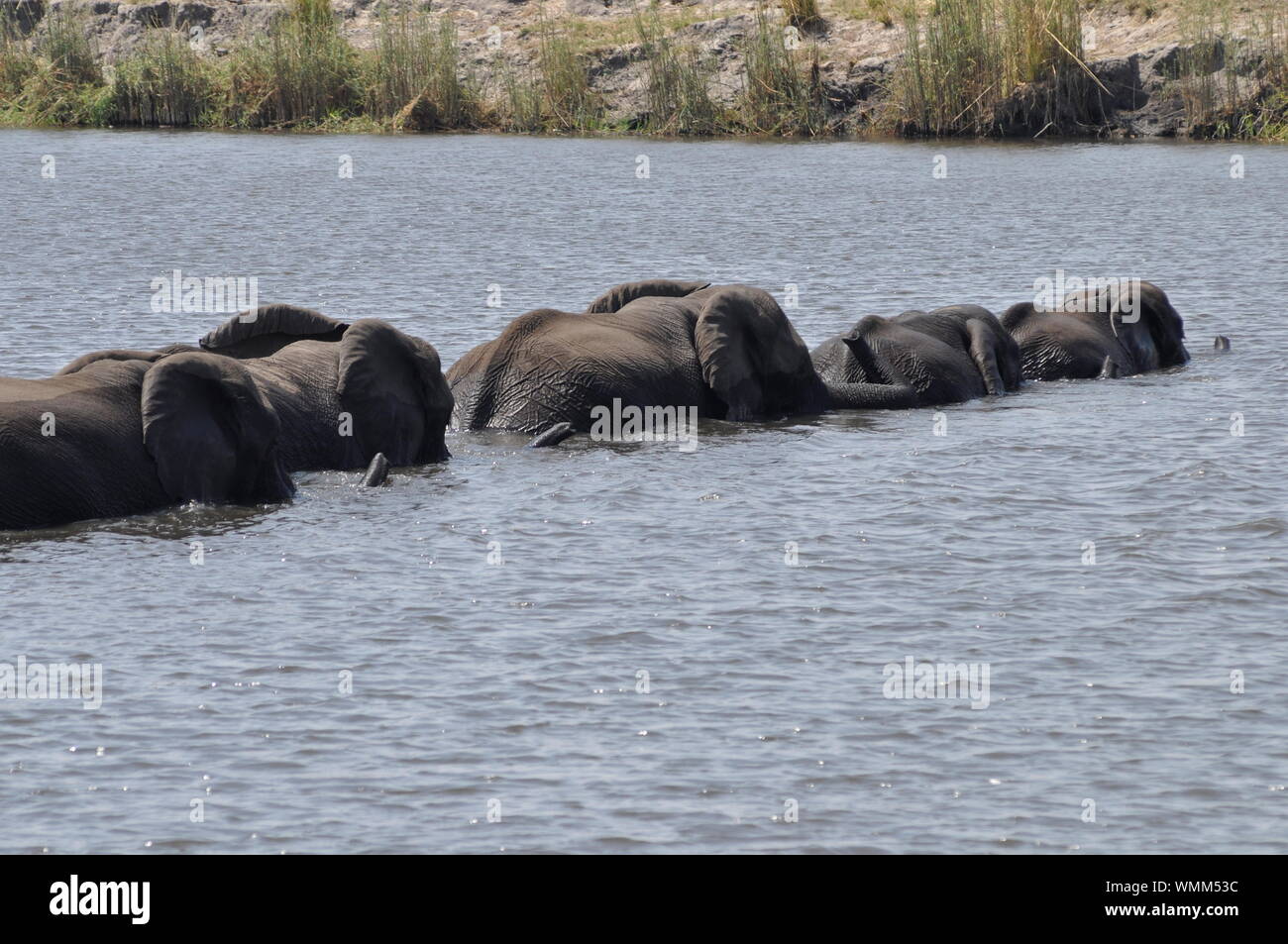 Fila de elefantes en el lago Fotografía de stock - Alamy