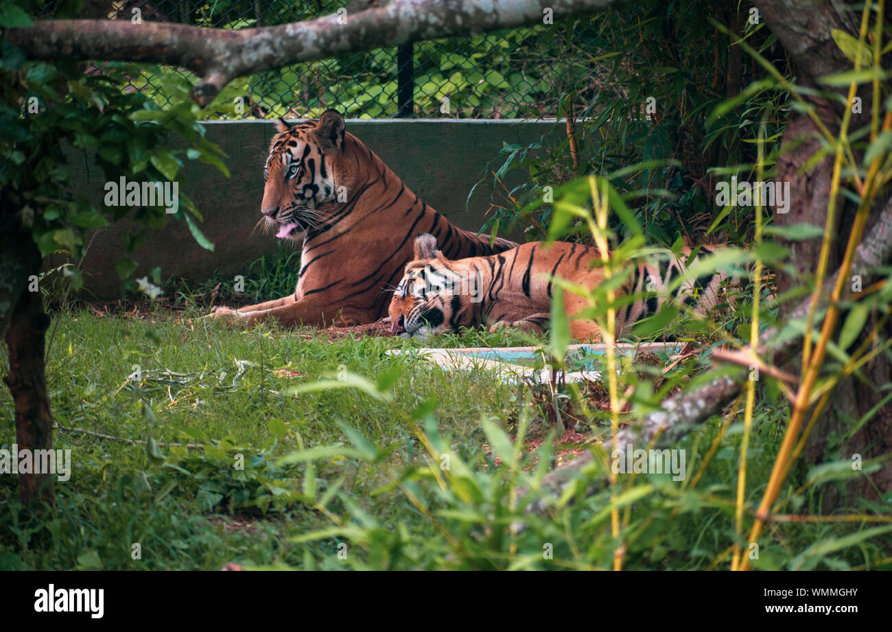 Dos tigres de Bengala real descansando debajo de árbol Foto de stock