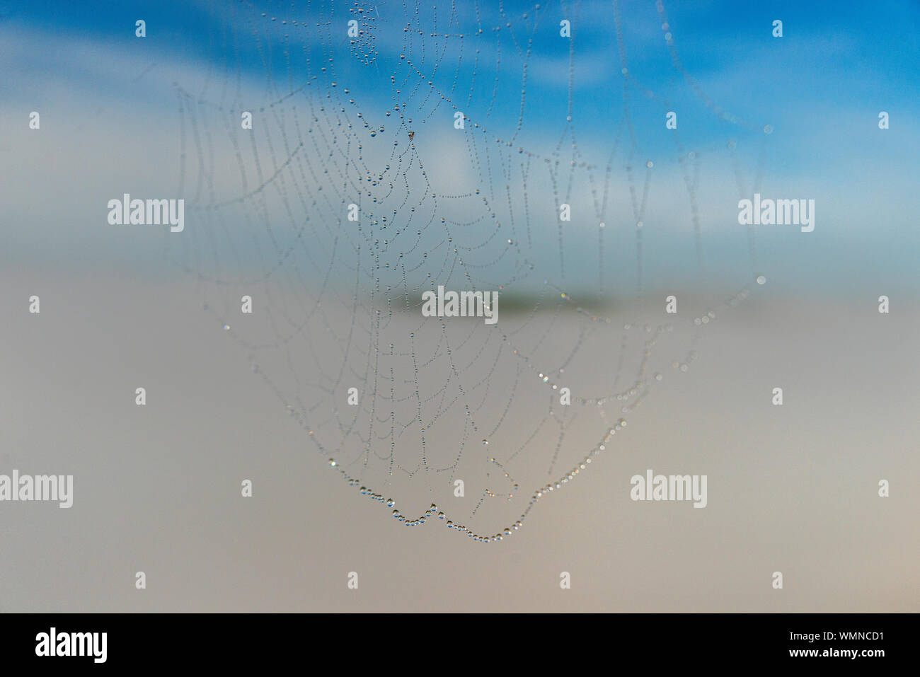 Un cierre sobre el rocío de la mañana sobre telas de araña, con un valle cubierto de neblina detrás de él. Foto de stock