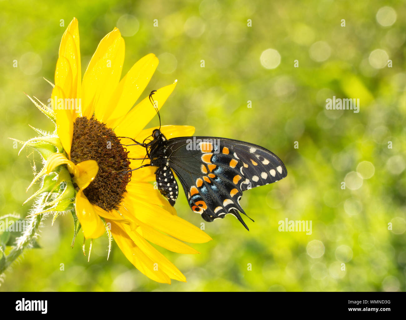 Vista ventral de una hermosa mariposa sobre una especie de girasol en el sol de la mañana Foto de stock