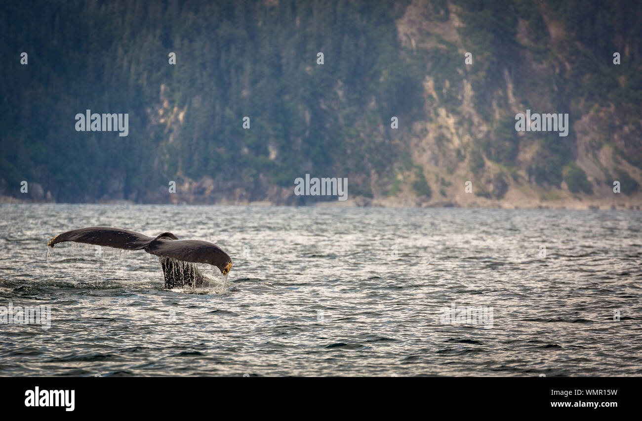Cola de ballena jorobada en Resurrección Bay, Alaska Foto de stock